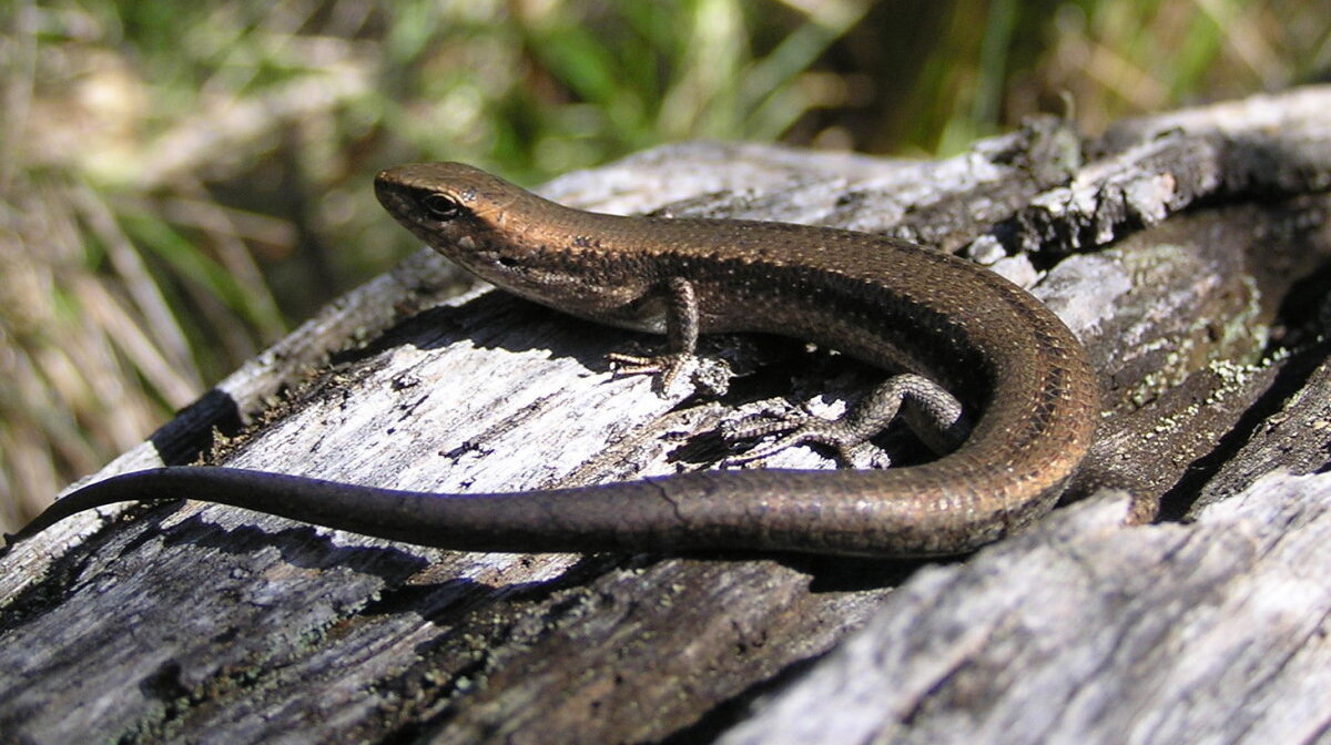 A skink - common in parts of france